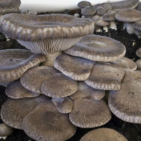 balletta funghi cardoncelli ceppo pleurotus eryngii produzione professionale confezione da 1 pezzo