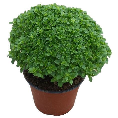 Semi di basilico "Greco a palla" piante per orto e giardino