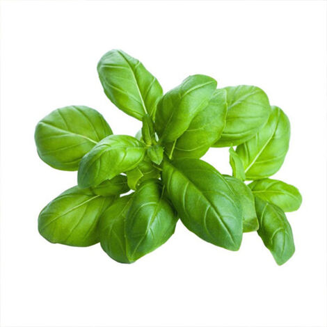 Semi di basilico "Italiano classico" piante per orto e giardino (1/2)