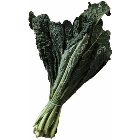 Semi Lacinato Dinosauro Semi Di Cavolo Nero Toscano (Lacinato) | Raccolta 2025 Per Orto Domestico - Dinosauro Kale Cavolo Cappuccio - Foto 10