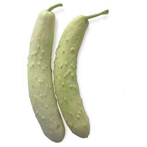 Semi di cetriolo "Mezzo lungo bianco" piante per orto e giardino (1/2)