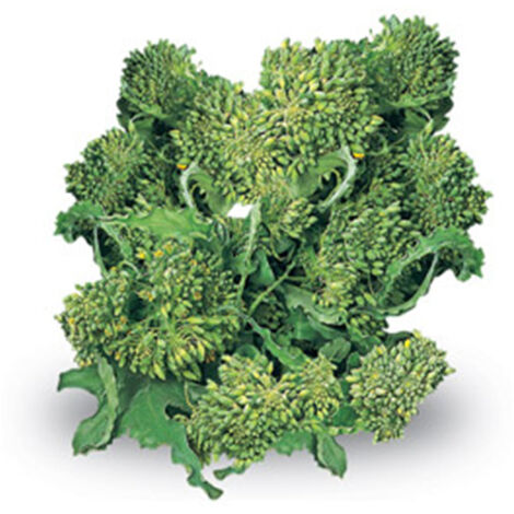 Semi di cima di Rapa "Novantina riccia S.Marzano" piante per orto e giardino