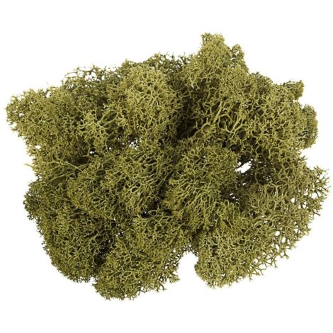 Muschio lichene atossico e privo di acidi per decorazioni e presepi da 500 g -Naturale