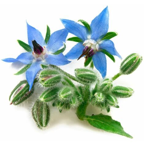 Semi di Borragine piante per orto e giardino coltivazione domestica e professionale