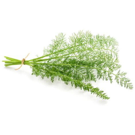 Semi di Finocchio selvatico piante per orto e giardino coltivazione domestica e professionale
