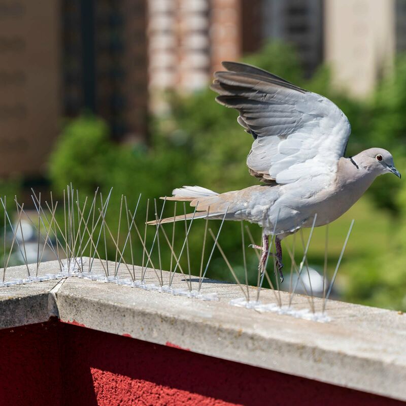 Défense contre les oiseaux Défense contre les pigeons pour balcon