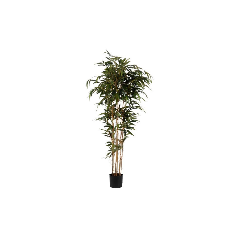 Amadeus - Bambou 218 cm