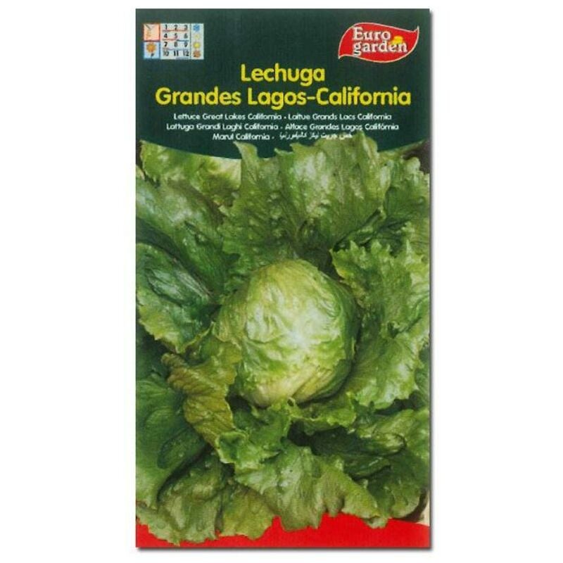 California Great Lakes Lettuce - Semillas Batlle - Huerto y Jardín