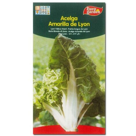 SEMILLAS FITO HORTICOLAS ACELGA AMARILLA DE LYON=00002