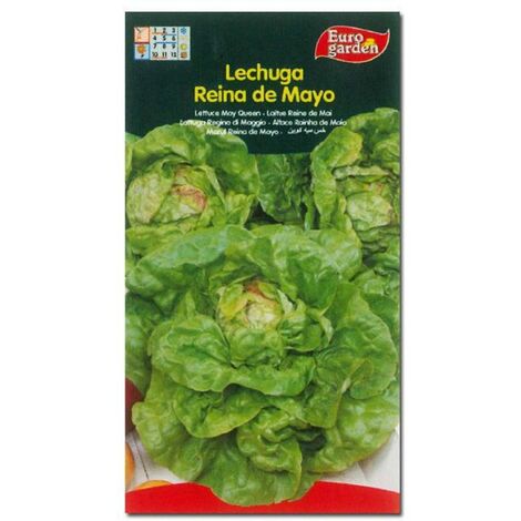 SEMILLAS FITO HORTICOLAS LECHUGA REINA DE MAYO=00210