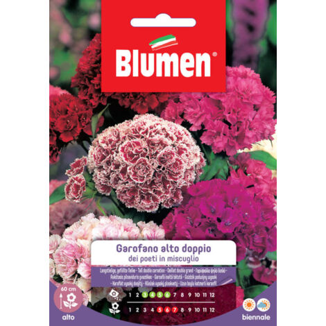 Semi Blumen garofano dei poeti alto doppio