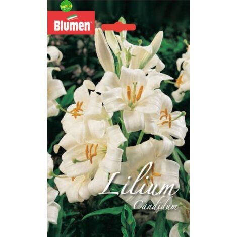 Lilium candidum Blumen