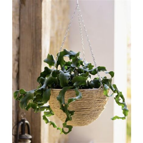 Pflanzenampel "Naturoptik" 62 cm hoch, Blumenampel mit Metallkette