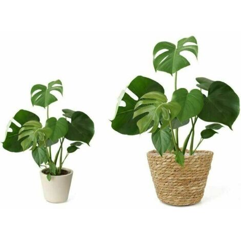 ULTECHNOVO Panier De Rangement Tissé Jonc De Mer Pour Étagères Panier