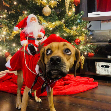 Costume De Noël Pour Chien - Déguisement Renne Festif Avec Grelot, Réglable Et Chaud, Parfait Pour Fêtes Et Photos