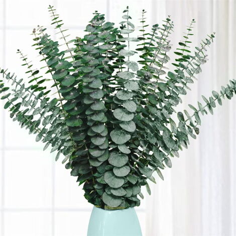 Tiges D'eucalyptus Séchées Décoratives - Lot De 12 - Plantes Suspendues Naturelles Pour Vase, Mariage, Salle De Bain, Déco Intérieure
