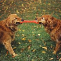 Jouet à Mâcher Pour Chien - Indestructible, Grinçant Dtopbuyage