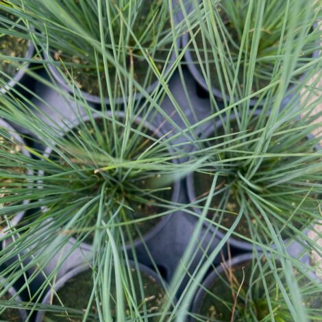 Fetuque Glauca Intense Blue - Pot 10,5 cm (1/2)