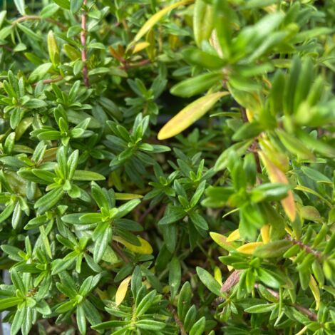 Plant Sarriette Pépinière Pot 1,5L (1/2)