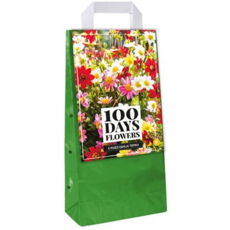 5 Bulbes Dahlias Topmix Jaune