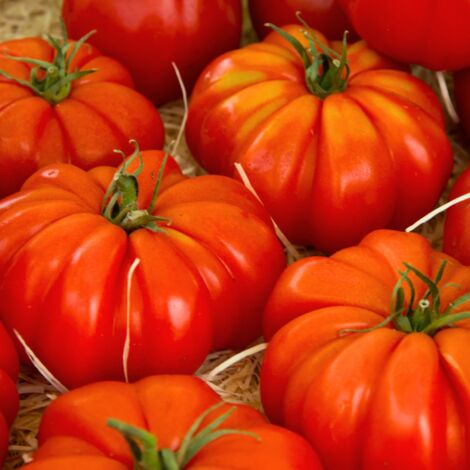 3 plants Tomate supersteak f1 motte 7cm