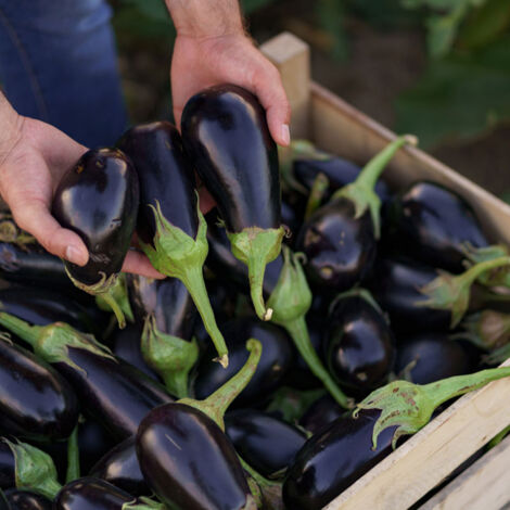 Plant Aubergine Baluroi F1 Maraîcher Pot. . Marque : Serres Desrumaux. Réf. : 1ABAL105