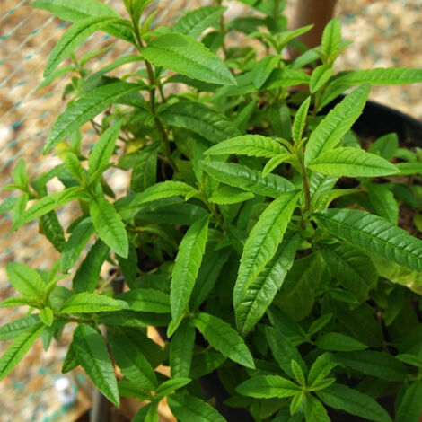 Plante verveine citronnelle anti-moustique – Arôme citronné – Repousse moustiques naturellement – Pot carré 11 cm