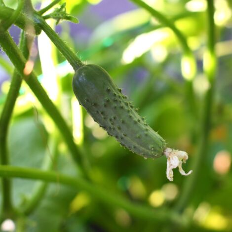3 plants Cornichon regal f1 motte 7cm