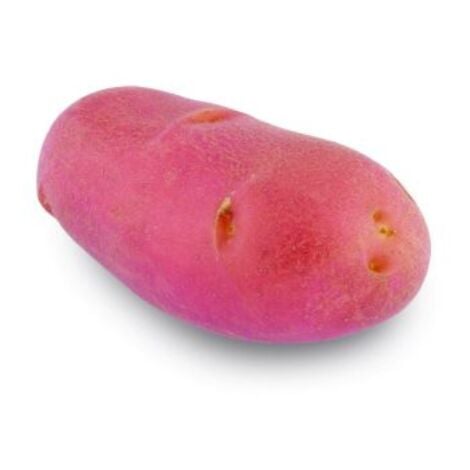  Franceline (Chair rose) 60 Plants de pomme de terre Bildidee 