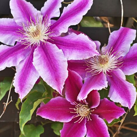 Clematite - Clematis Souvenir Du Capitaine Thuilleaux 70cm (1/2)