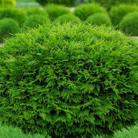 Thuya du Canada Brabant - Thuja occidentalis Brabant 80cm en pot (1/2)
