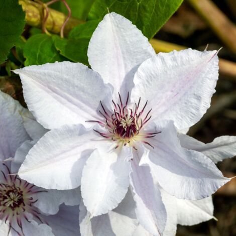 Clematite - Clematis Snow Queen 70cm (1/2)