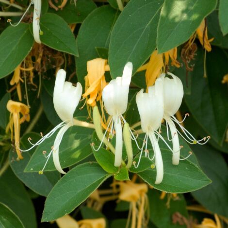 Chèvrefeuille - Lonicera japonica Halls Prolific 70cm