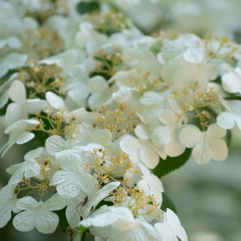 Viorne plissée watanabe - Viburnum plicatum watanabe 30cm (1/2)