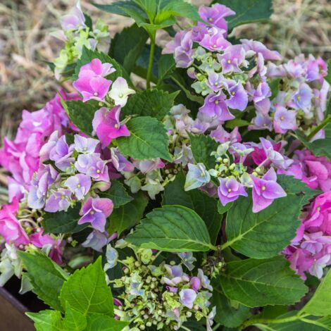 Hortensia macrophylla magical mix - Hydrangea macrophylla magical mix Pot 2L (1/2)