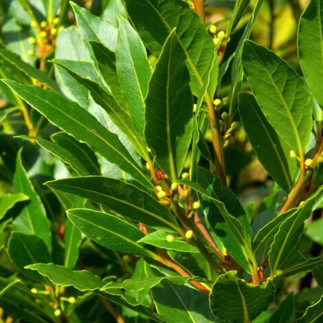 Laurier du Portugal Angustifolia - Prunus lusitanica Angustifolia 40cm en pot (1/2)