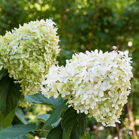 Hortensia paniculata limelight - Hydrangea paniculata limelight Pot 3 L