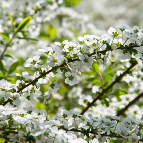 Spirée thunbergii - Spiraea thunbergii Pot 3L (1/2)
