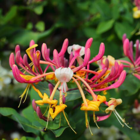 Chèvrefeuille - Lonicera japonica Red World 70cm (1/2)