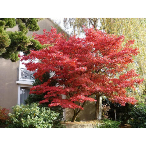 Érable du Japon Atropurpureum - Acer palmatum atropurpureum 40cm