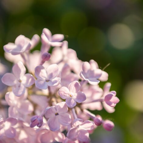 Glycine - Wisteria sinensis Rosea 70cm (1/2)