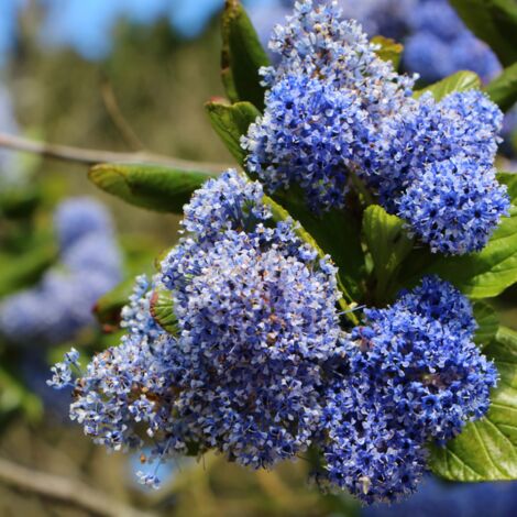 Céanothe burkwoodii - Ceanothus burkwoodii Pot 3L (1/2)