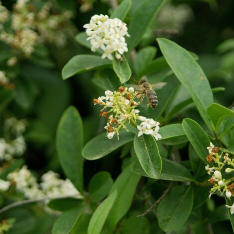Troène Commun Ligustrum Vulgare En Pot 3L – Hauteur 80/100 Cm, Fleurs Blanches Juin-Juillet, Arbuste Persistant