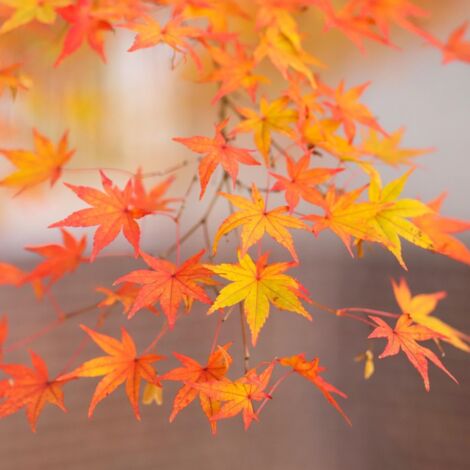 Érable palmé rêve orange - Acer palmatum orange dream 40cm