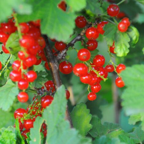 Groseillier rouge - Ribes rubrum 50/60cm (1/2)