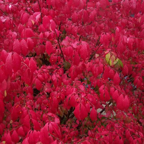 Fusain ailé – Euonymus alatus 40cm – Arbuste persistant – Feuillage vert à rouge flamboyant – Exposition plein soleil à mi-ombre