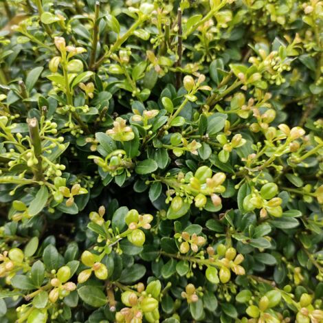 Houx crenata dark green - Ilex crenata dark green 30cm