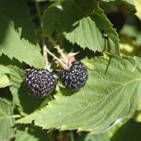 Framboisier Black Jewel' - Rubus idaeus Black Jewel' 50/60cm (1/2)