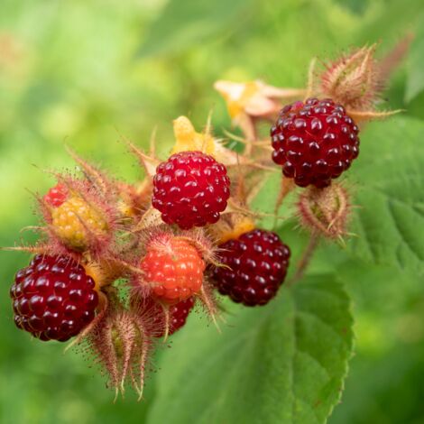 Framboisier du Japon - Rubus phoenicolasius 50/60cm (1/2)