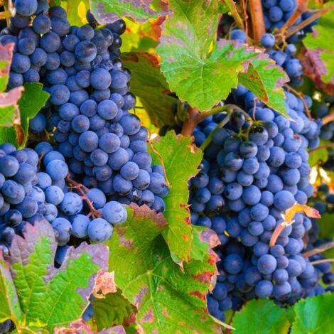 Pied de vigne Nero' Rouge - Vitis vinifera Nero' 120cm